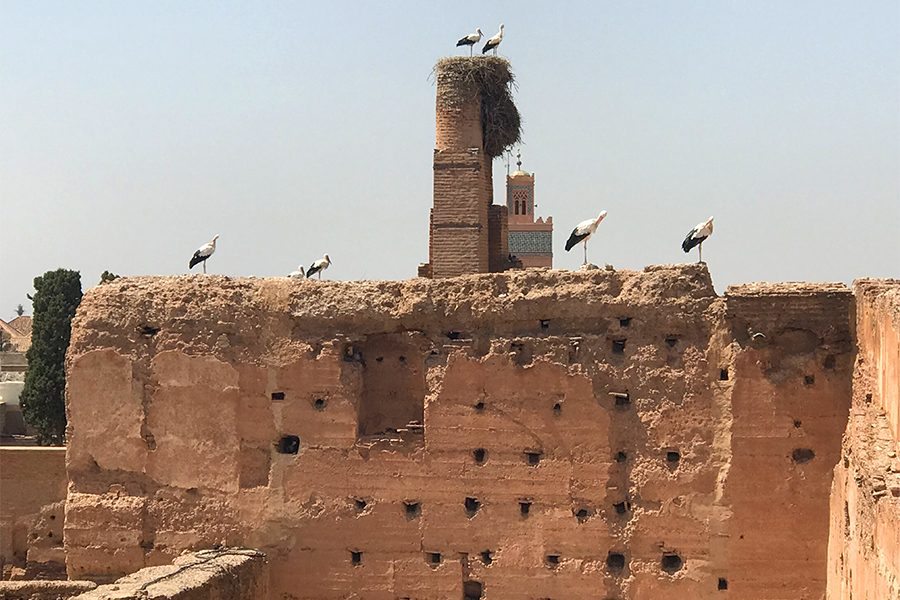 Storks in El-Badi Palace in Marrakesh, Morocco