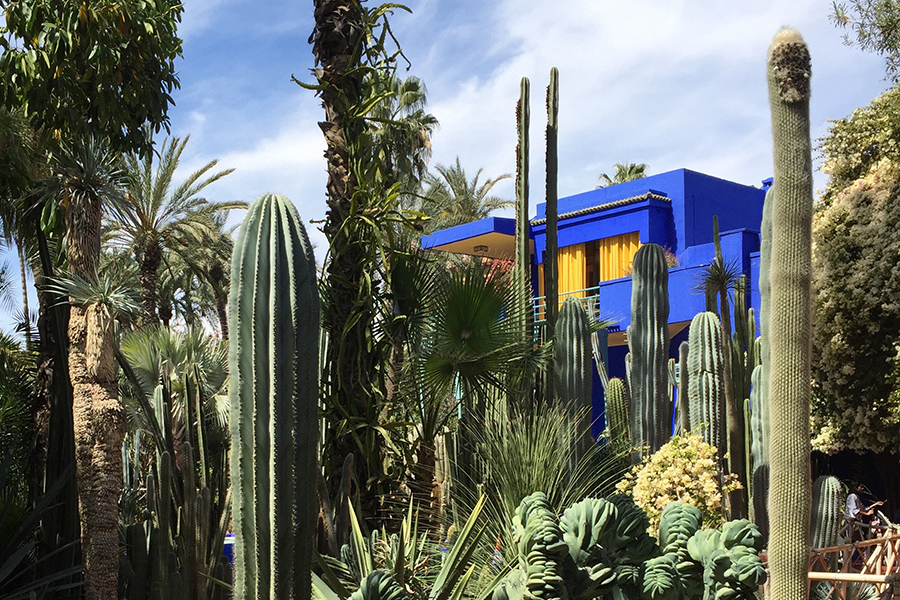 Cacti in Majorelle Garden in Marrakesh, Morocco